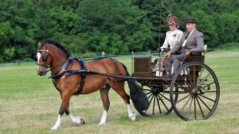Private Driving, Brocklesby Show